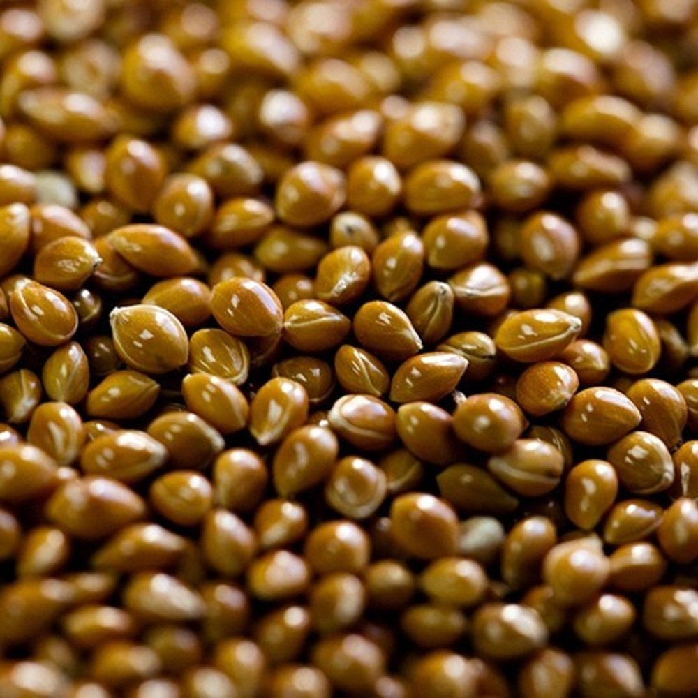 Foxtail Millet