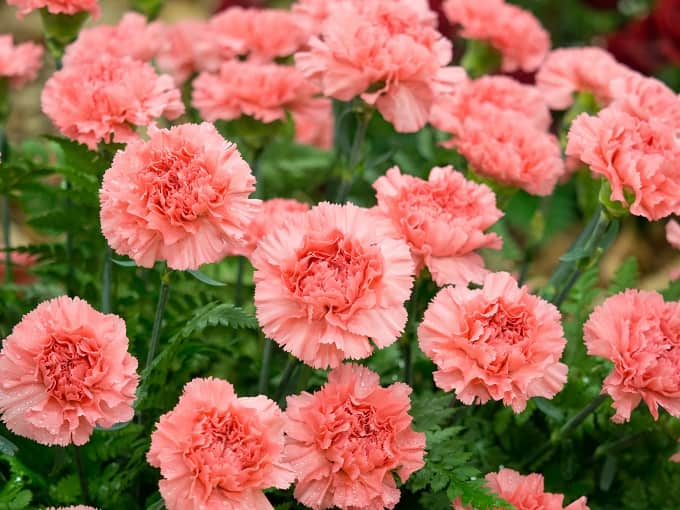 Carnation