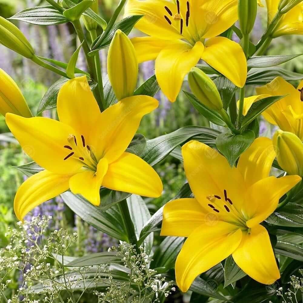 Lily