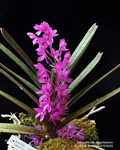 Orchid