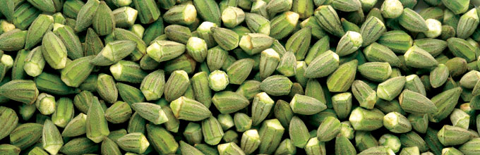 Frozen Okra