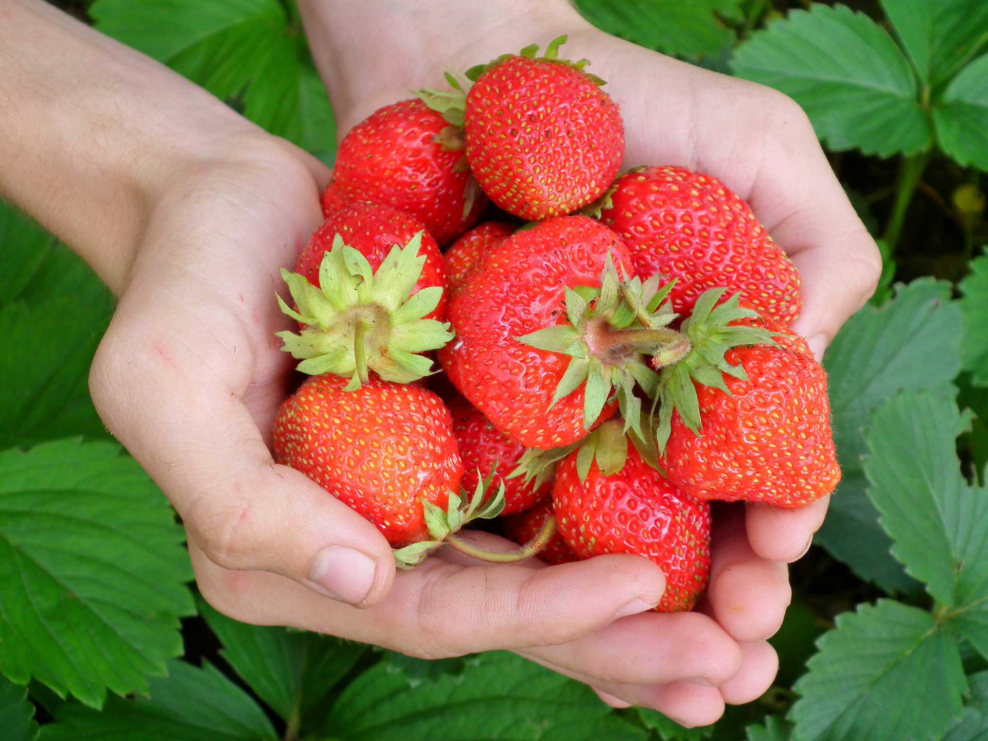 Strawberry