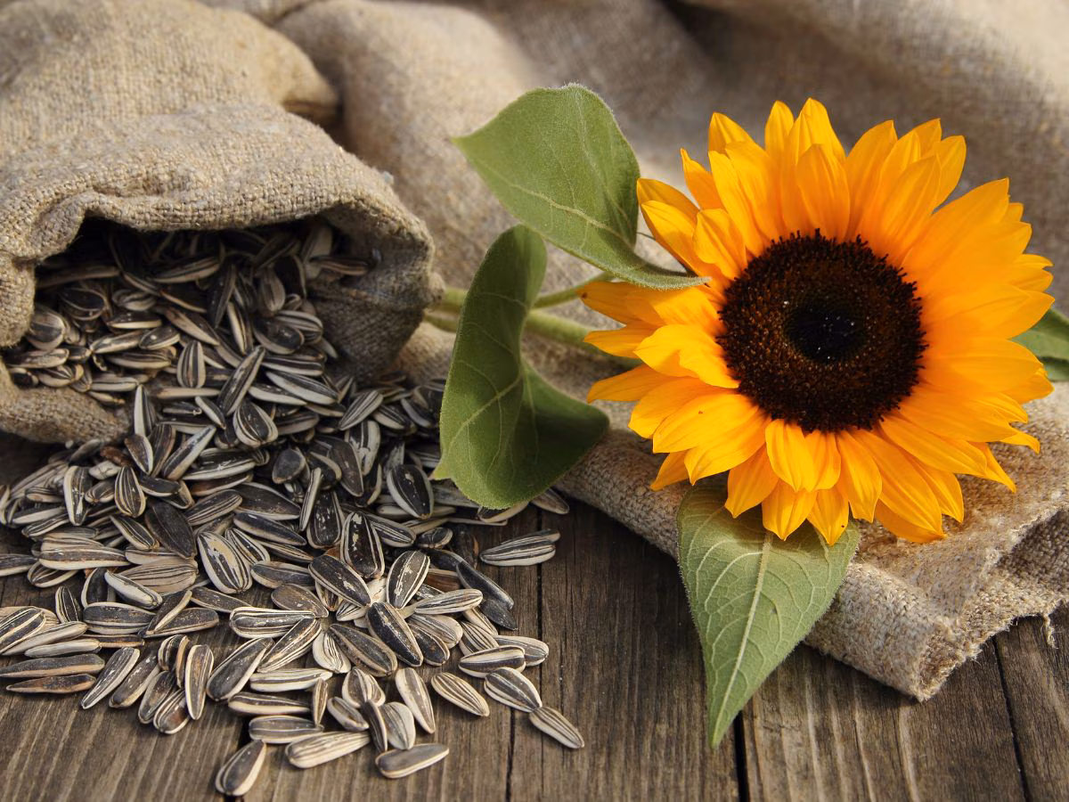 Sunflower Seeds
