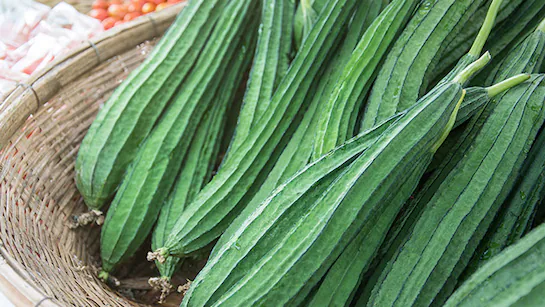 Ridge Gourd
