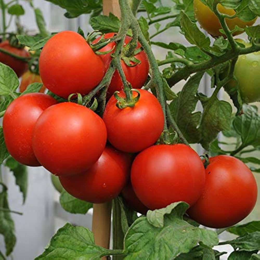 Tomato