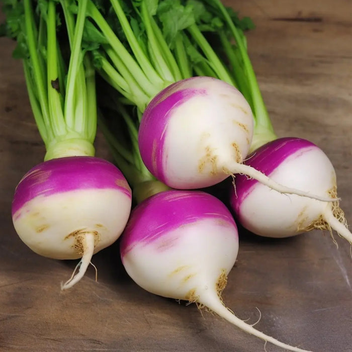 Turnip